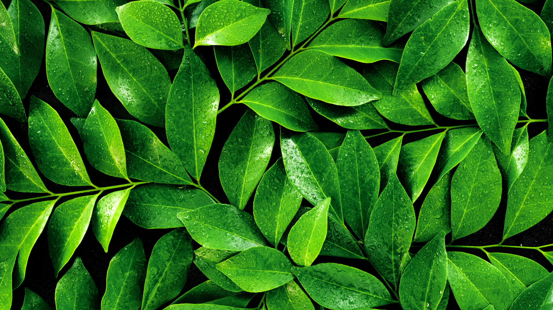 Darjeeling tea is calming and relaxing, Japanese research finds