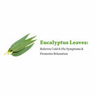 eucalyptus white tea