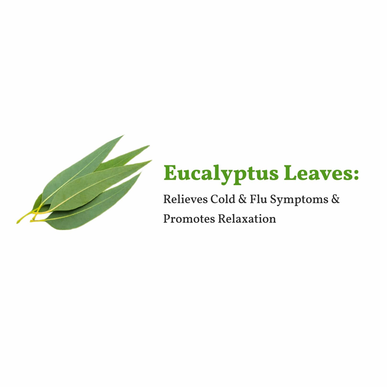 eucalyptus white tea